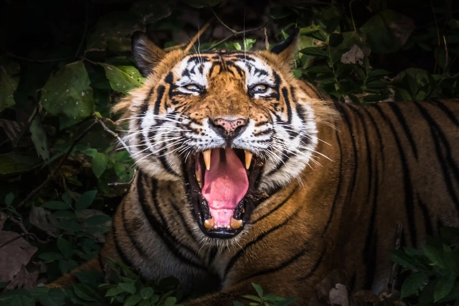 4 Day Golden Triangle Tour With Ranthambore Safari