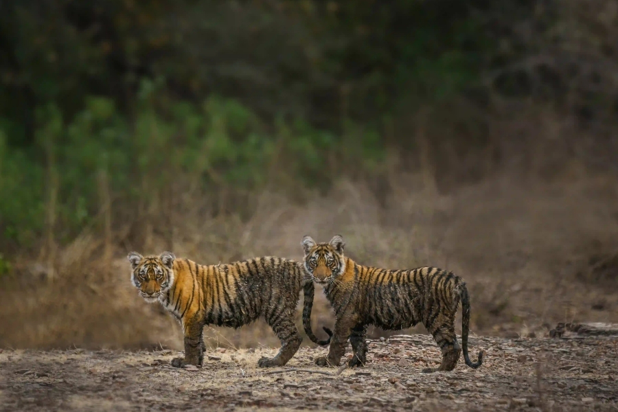 7-Day Golden Triangle Tour with Ranthambore