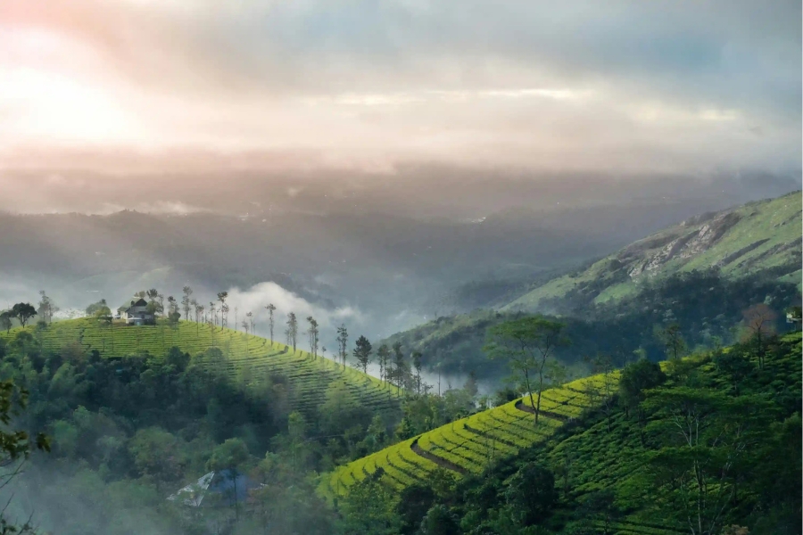 From Cochin: 5-days Munnar Thakkady Alleppey Tour